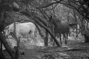 white-blackhorses copyweb72.jpg