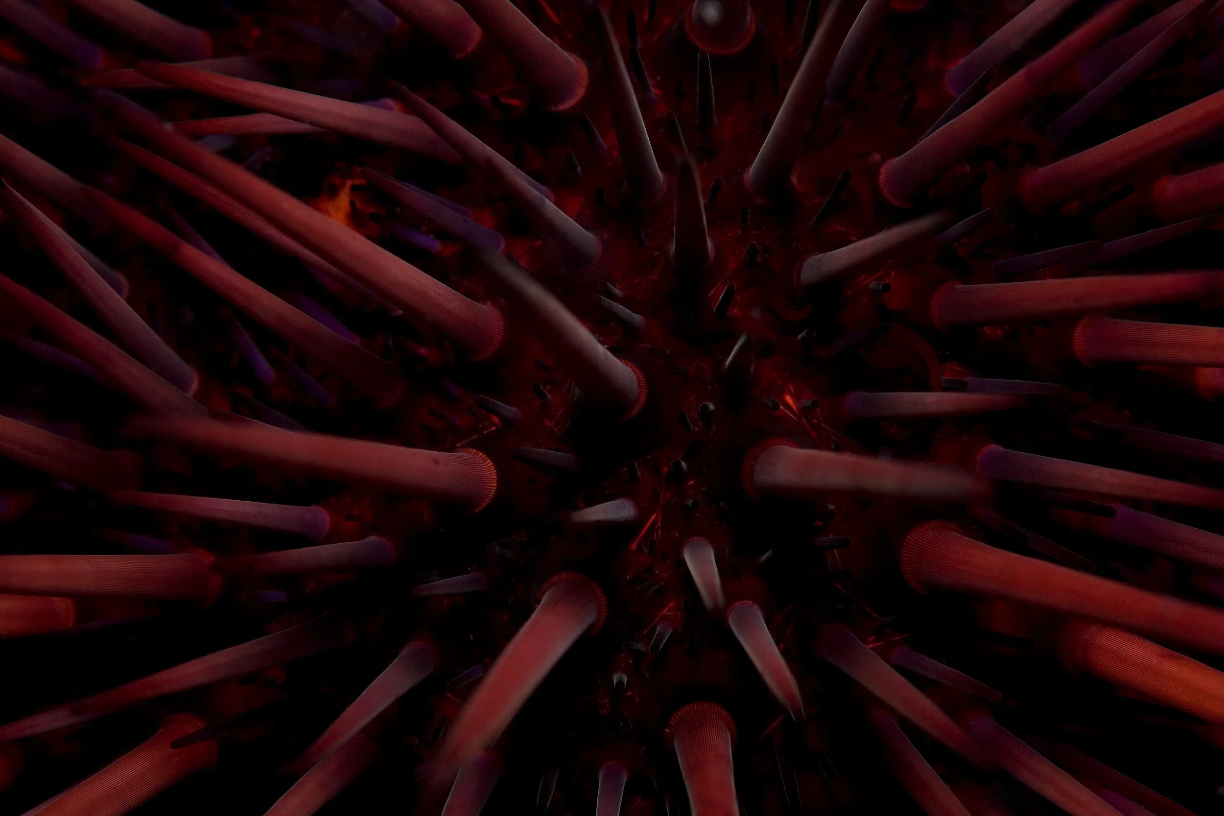 Red Sea Urchin | Channel Islands