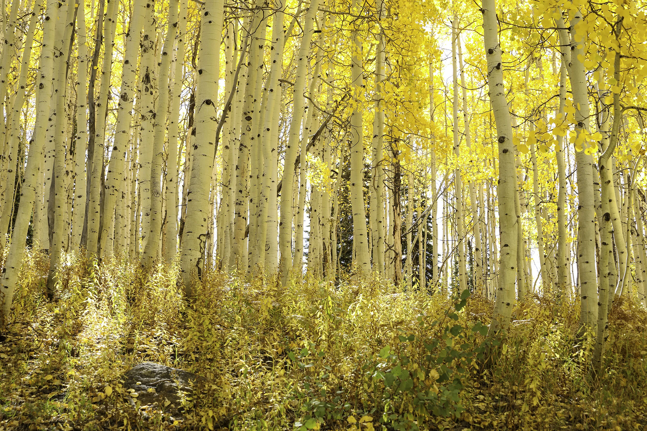 Buff_Fall_Colors_196.jpg