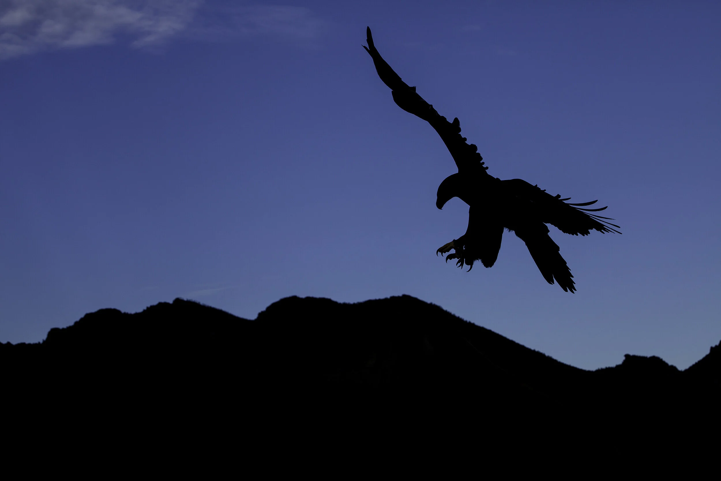 Raptor_Shoot_2014_2807-Edit.jpg