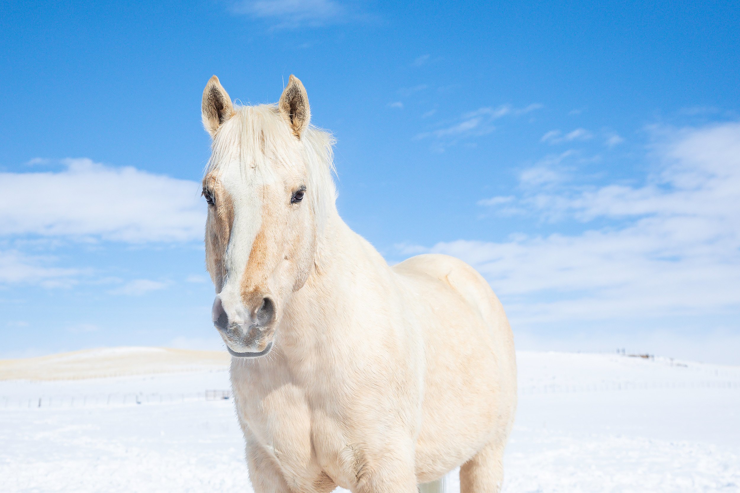 Pool_House_Horses-2.jpg