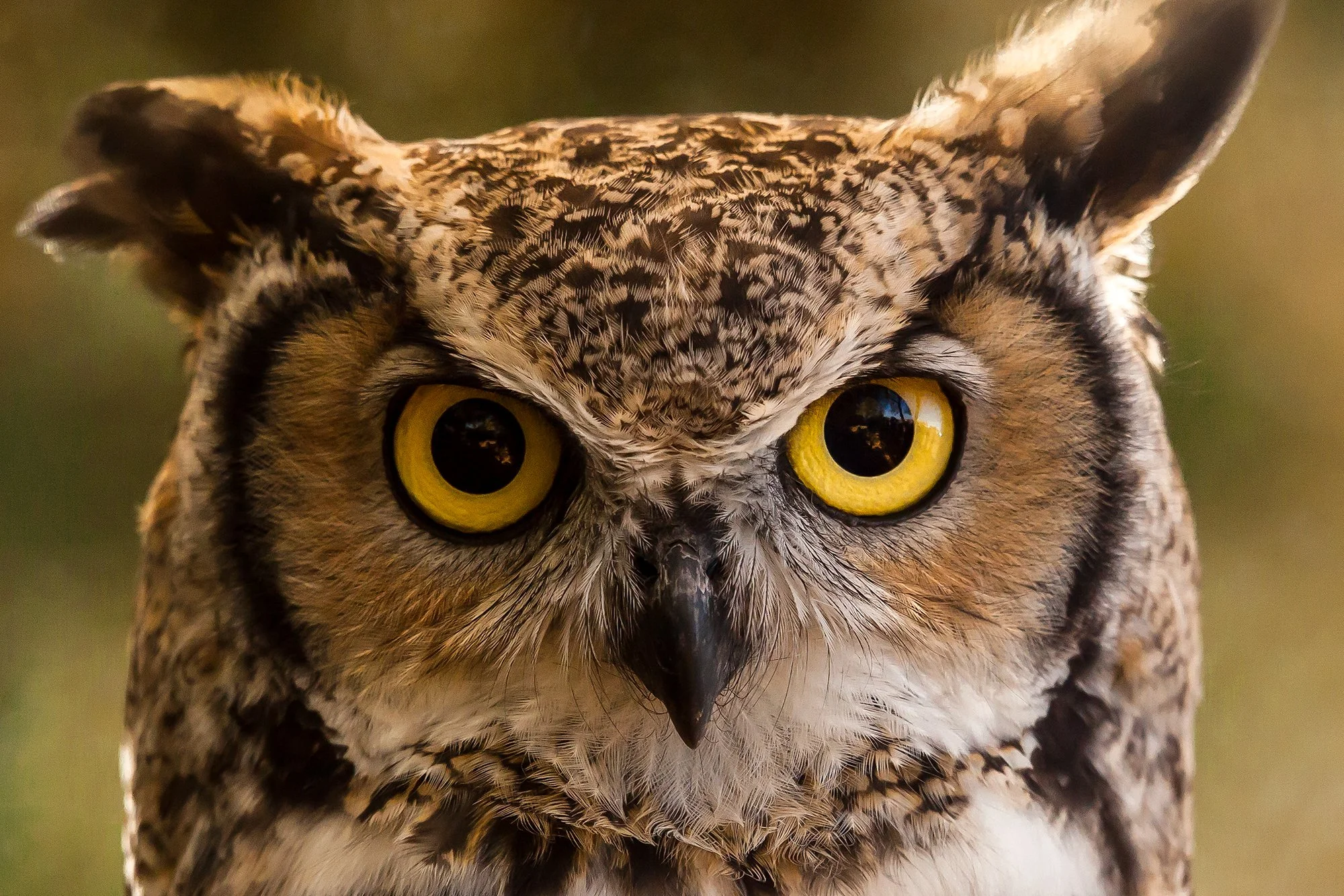 Raptor_Shoot_2014_2029crop.jpg