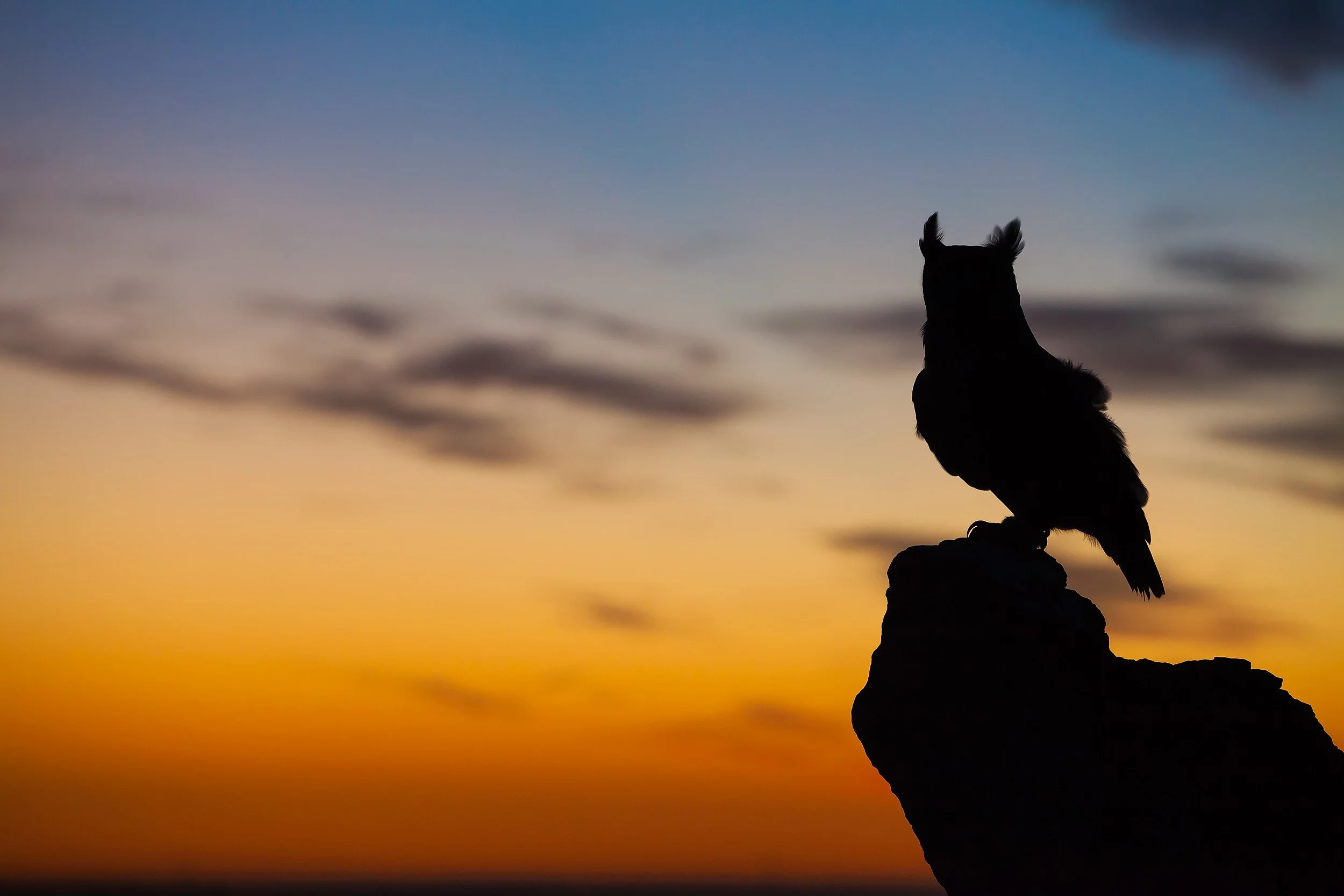 Raptor_Shoot_2014_071.jpg