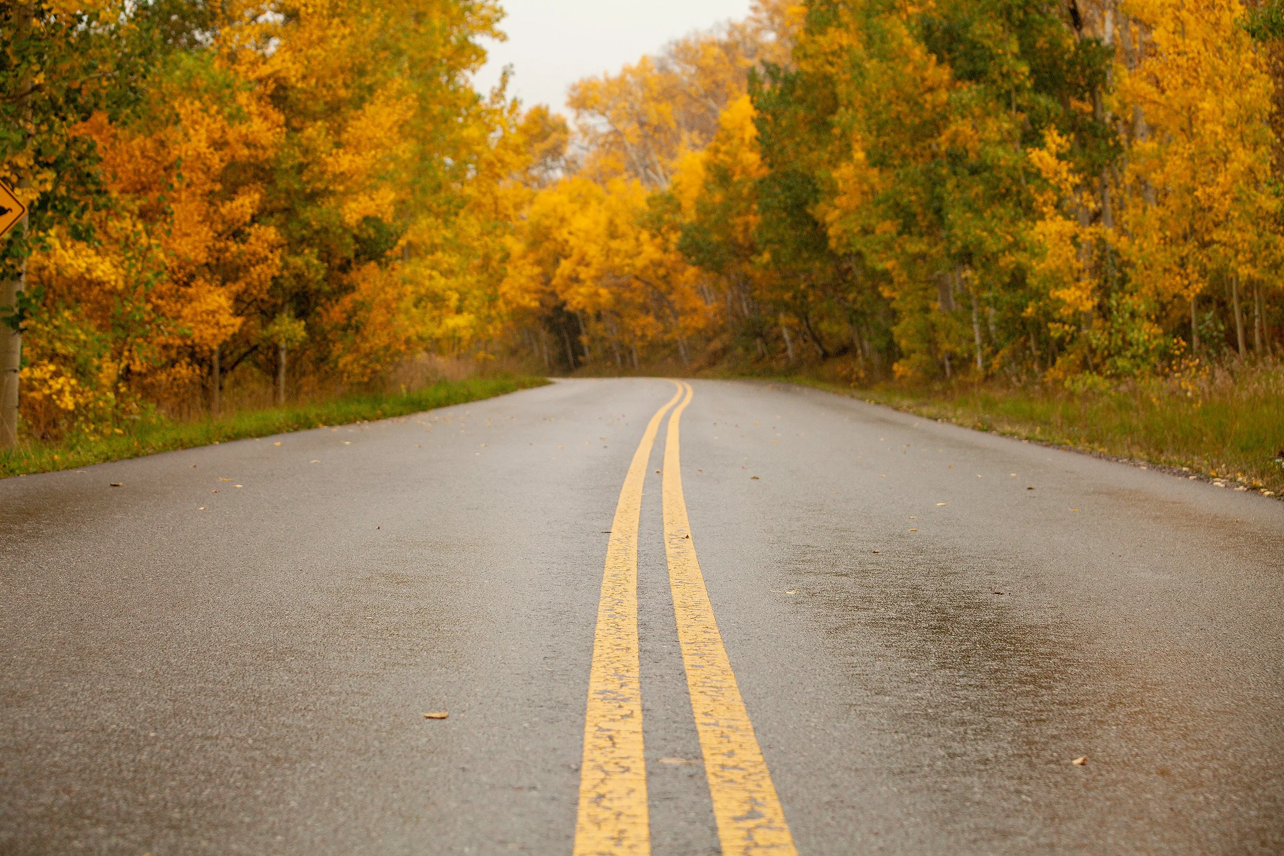 Road_to_Maroon_Bells.jpg