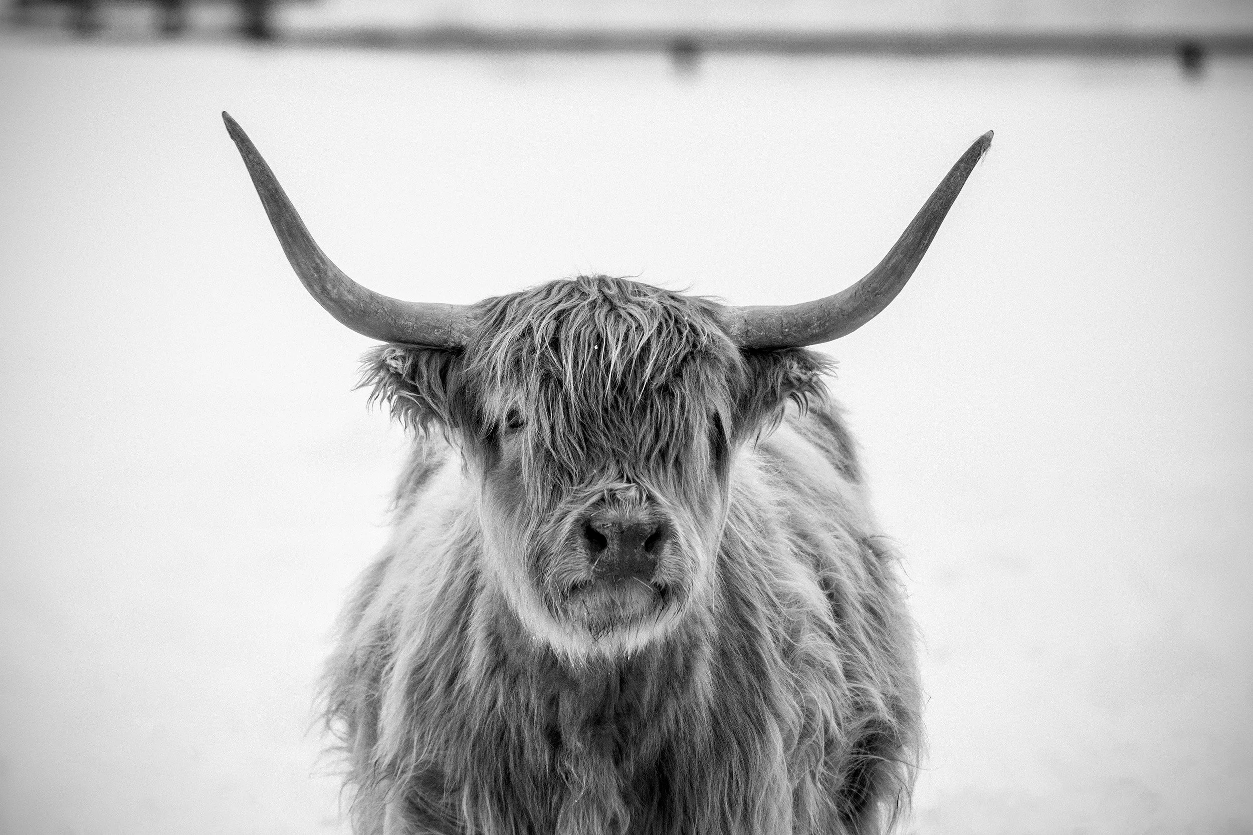 Highland Cow