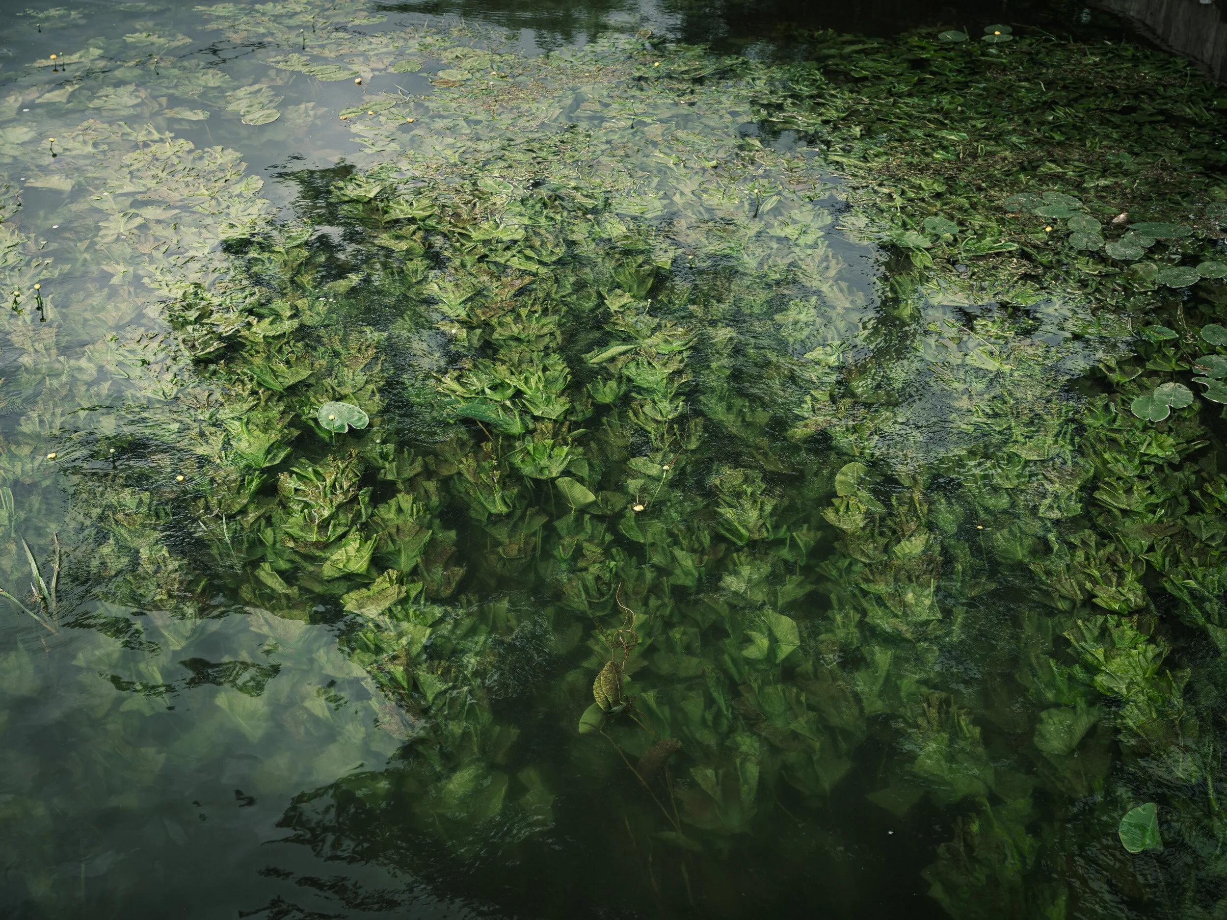 DSCF0063.jpg