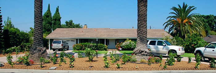 Newly planted exotic hibiscus landscaping 2012 - Tustin, Orange County