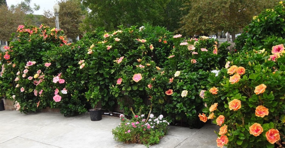 Established exotic hibiscus thriving with less than 30 minutes of drip irrigated water per week. No lawn sprinklers or any other irrigated waterings.