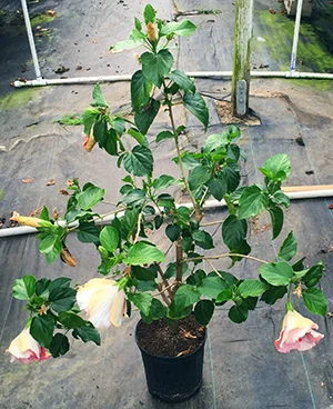 An example of a substandard exotic hibiscus bush with sparse foliage, blooms that hang down and thin branching