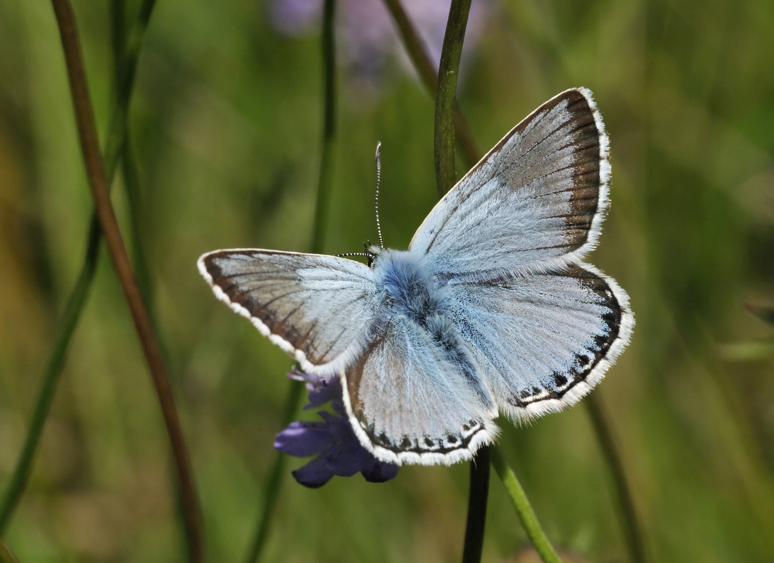 chalkhillbluebutterfly.jpg