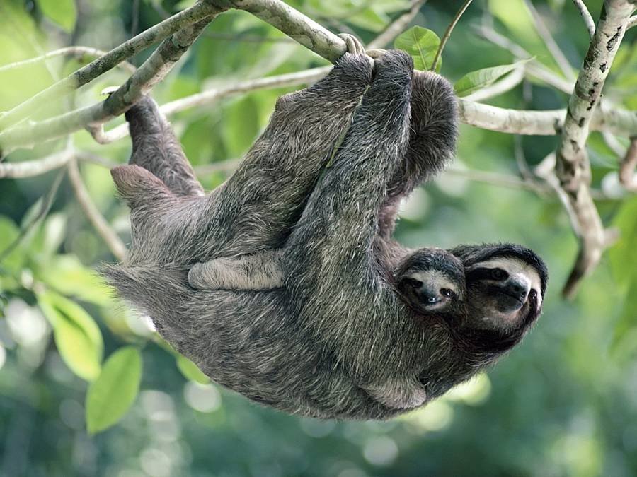 Three-Toed-Sloth-mommy-and-baby.jpeg