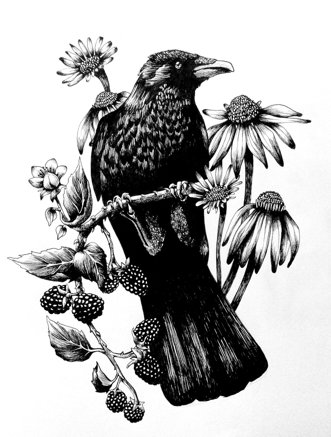 Crow and Coneflowers