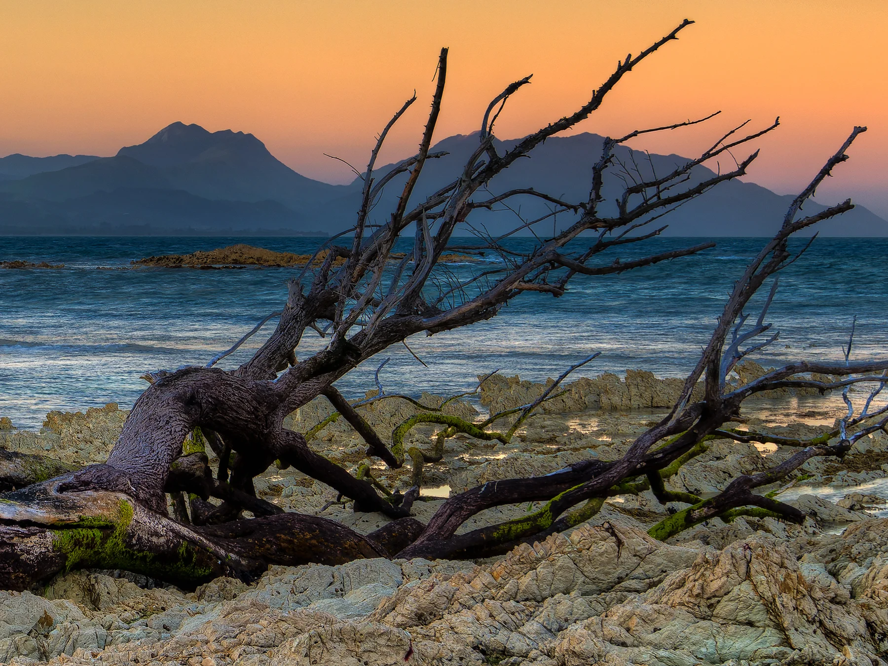 Dead Tree on the Beach