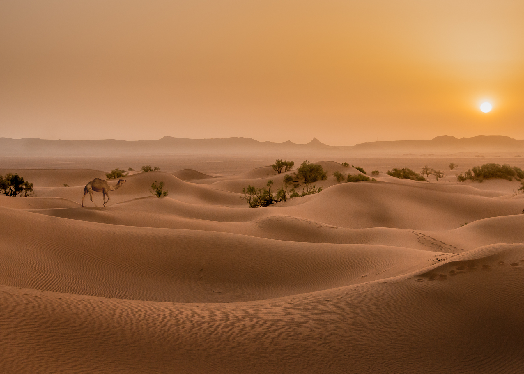 Sahara Desert Sunrise