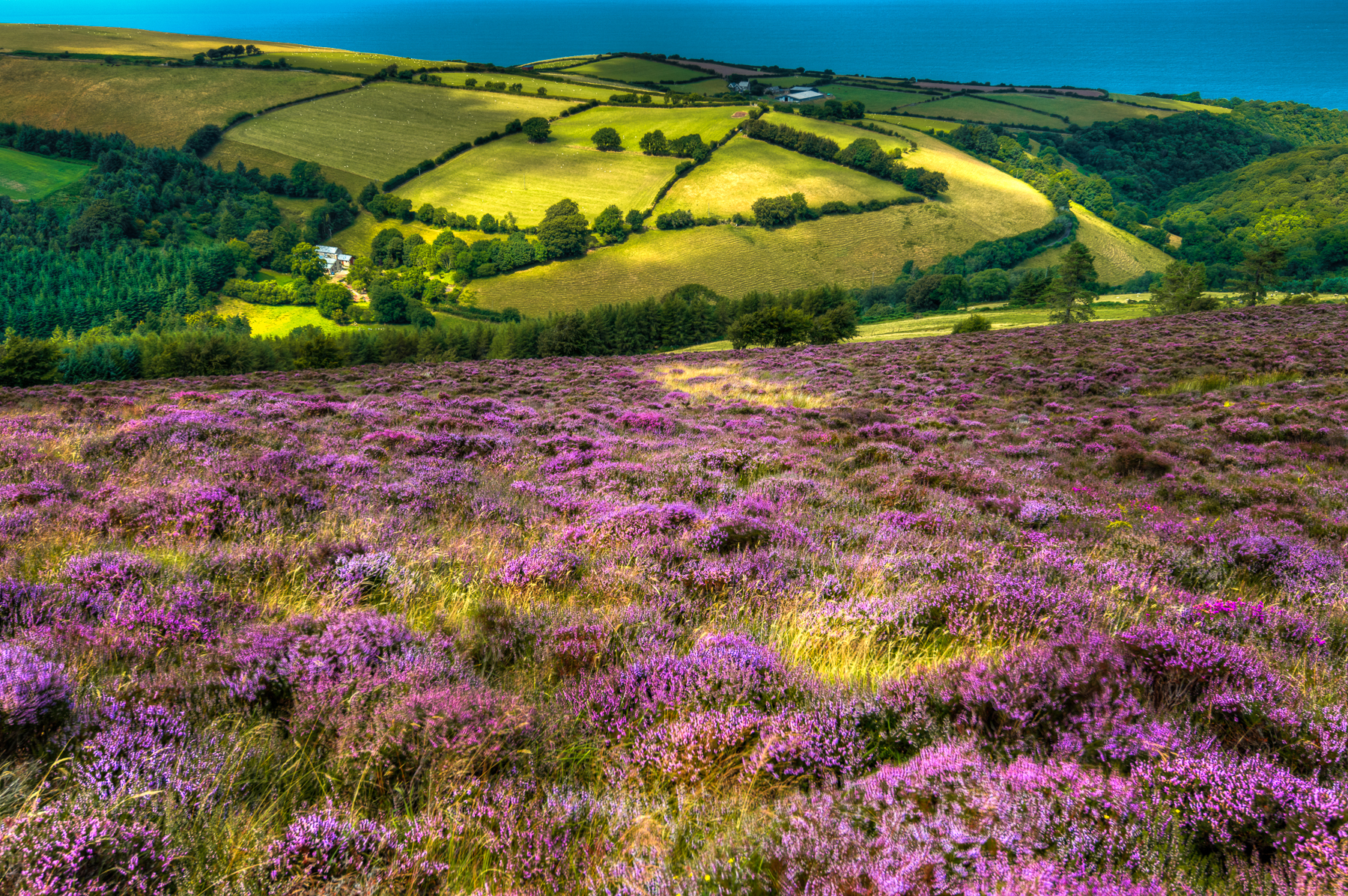 Somerset Farm with Heather