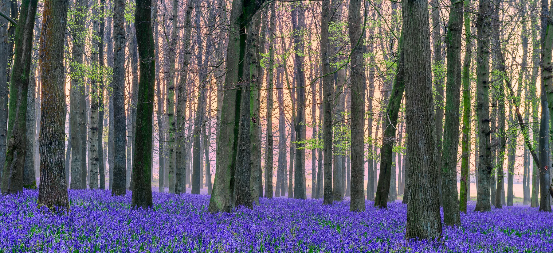 God's Carpet