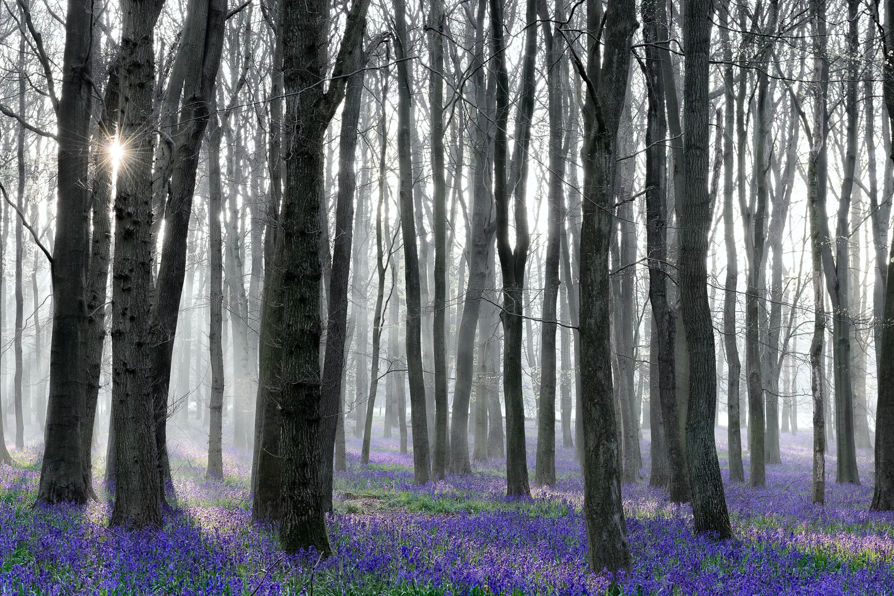 Bluebells in Foggy Morning