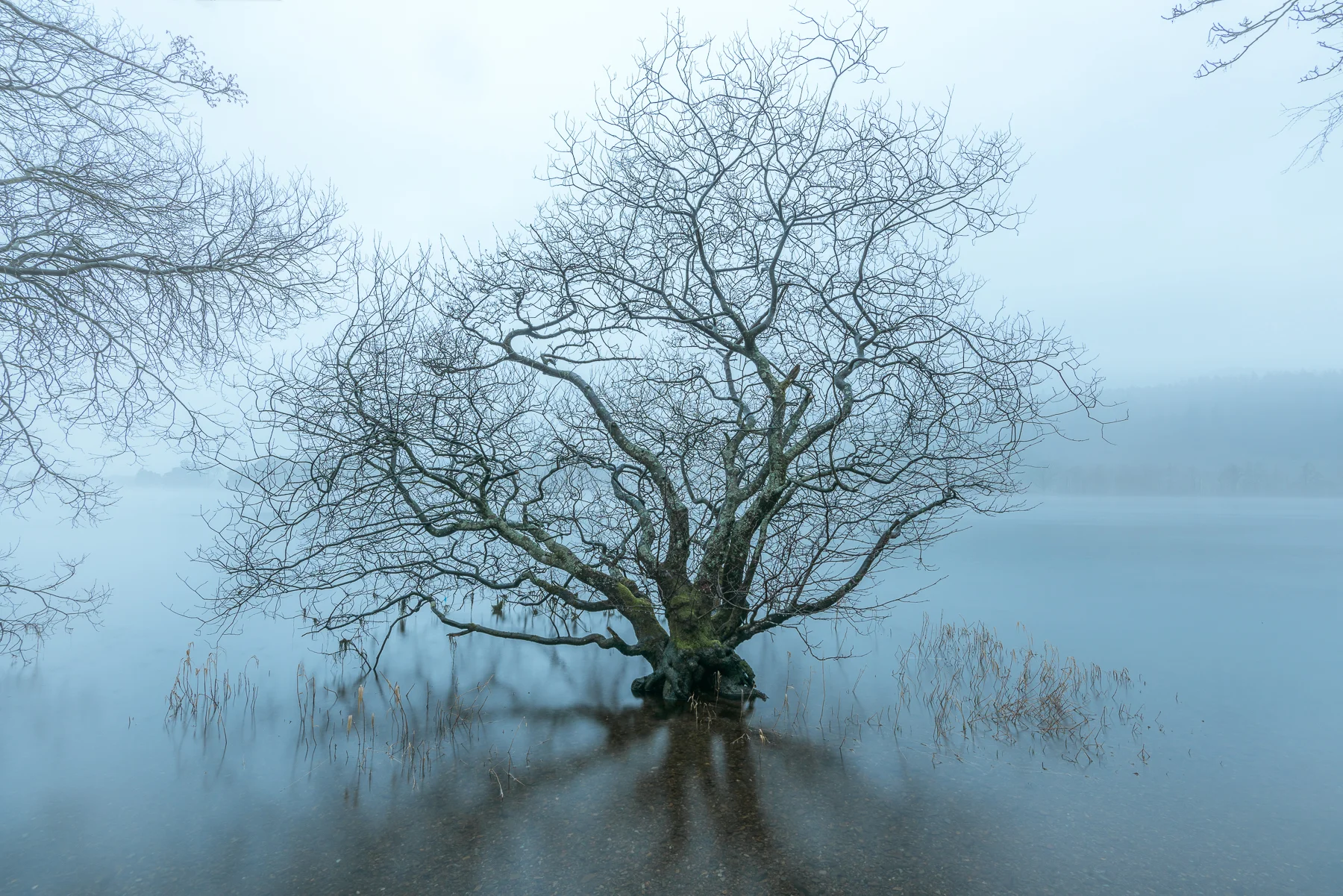 Coniston Water in the Mist - IV (aka Coniston Tree)