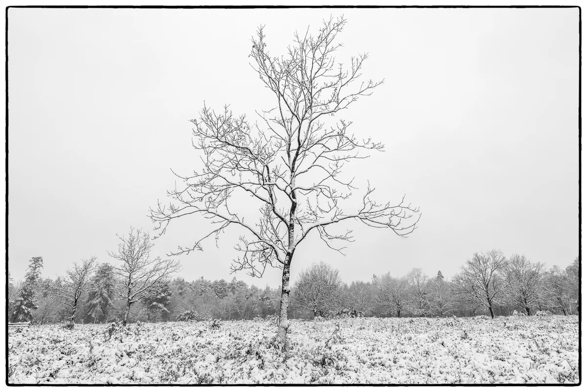 Cold Tree, South East England - Nikon D810 | Nikon 16-35 f/4 @ f/8 1/125 19mm ISO 64 | Gitzo GT3532 Mountaineer Series 3 Tripod, Manfrotto Hydrostatic ball head