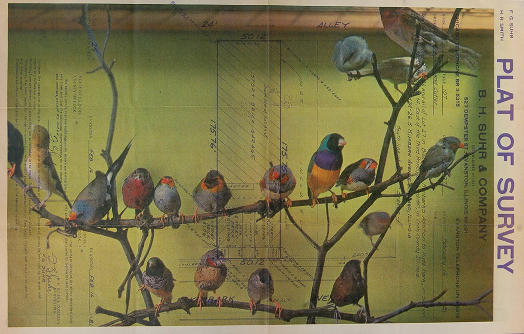    Birds    Gum Arabic Transfer Print on Found Architectural Blueprint  11" x 17" 