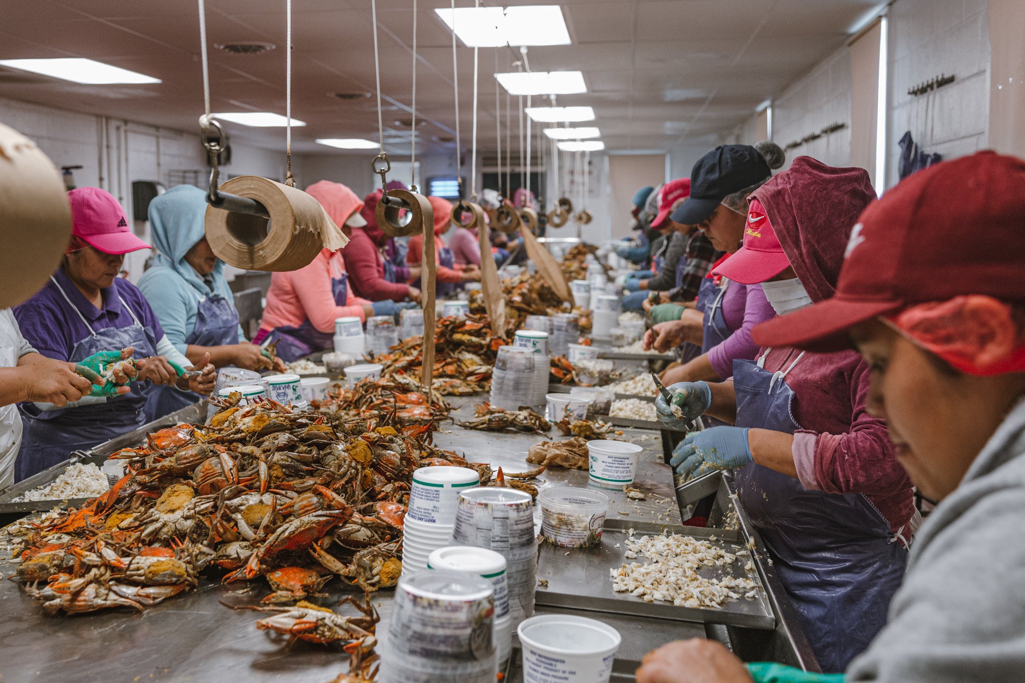  The gloved workers crack the shells and quickly maneuver their knives, piling the meat into small plastic containers marked with numbers to identify how much each laborer extracted. The only sound — save occasionally for Spanish-language music — is 
