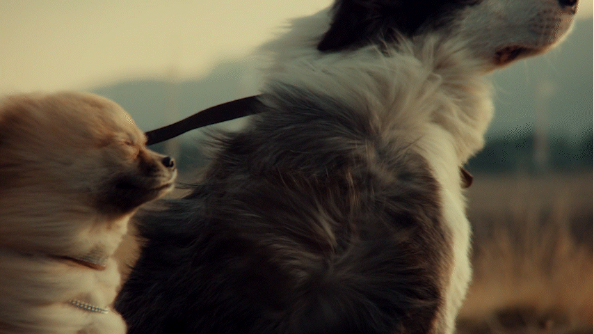 Pedigree Healthy Planet