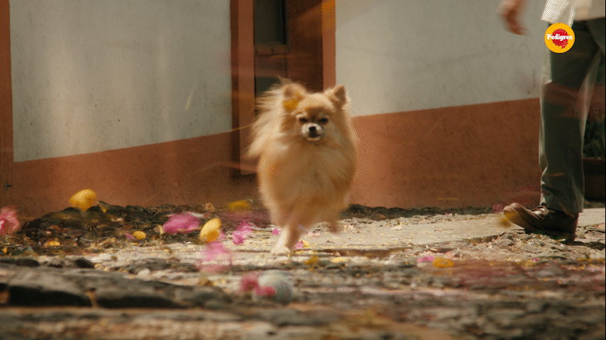 Pedigree Healthy Planet