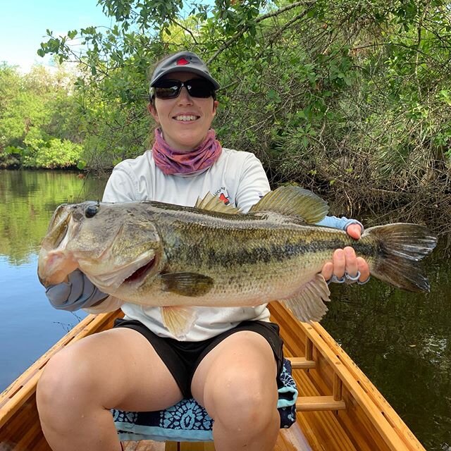 Linds&rsquo; got her personal best bass this morning up in the mangroves. How big do you think? 
#largemouthbass #brackishbass #cedarcanoe #starrods