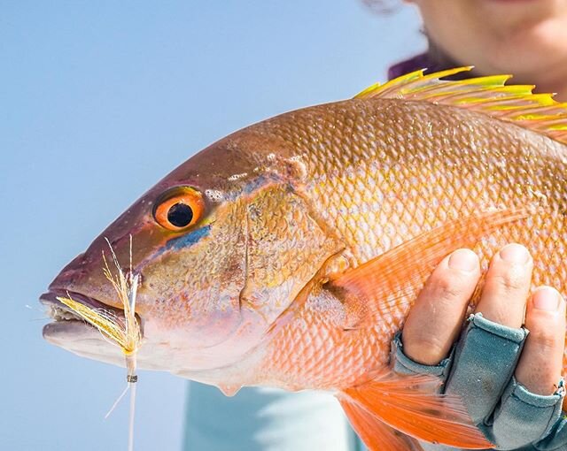 Muttons, albies and kings today on the jigs off Jupiter with Lindz and mom.  #hellsbayboatworks #hbestero #raymarine #accuratereels #jupiterfl #stuartfl #muttonsnapper #snook #tuna #slowpitchjigging #fishing #closeup #nikond3300