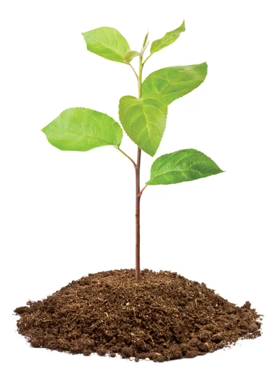 Apple-sapling.jpg