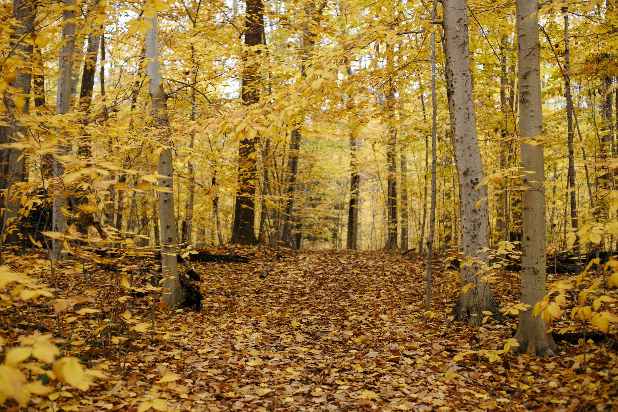 autumn golden-3.jpg
