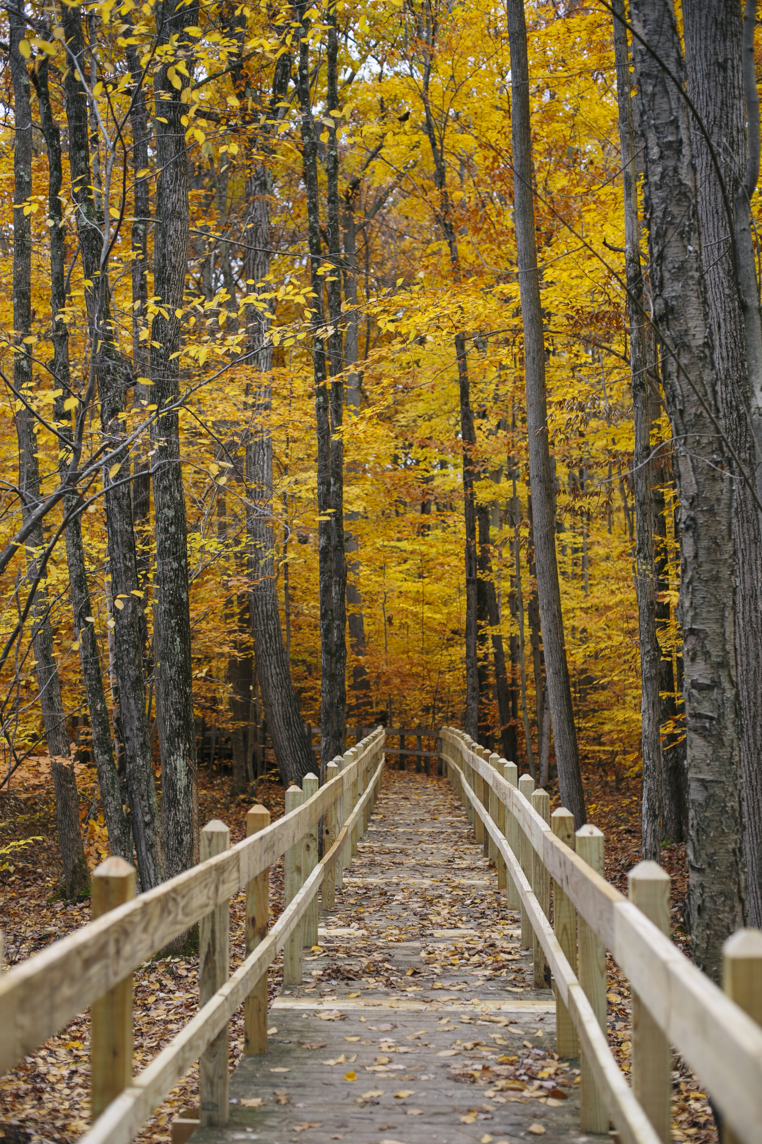 autumn golden-15.jpg