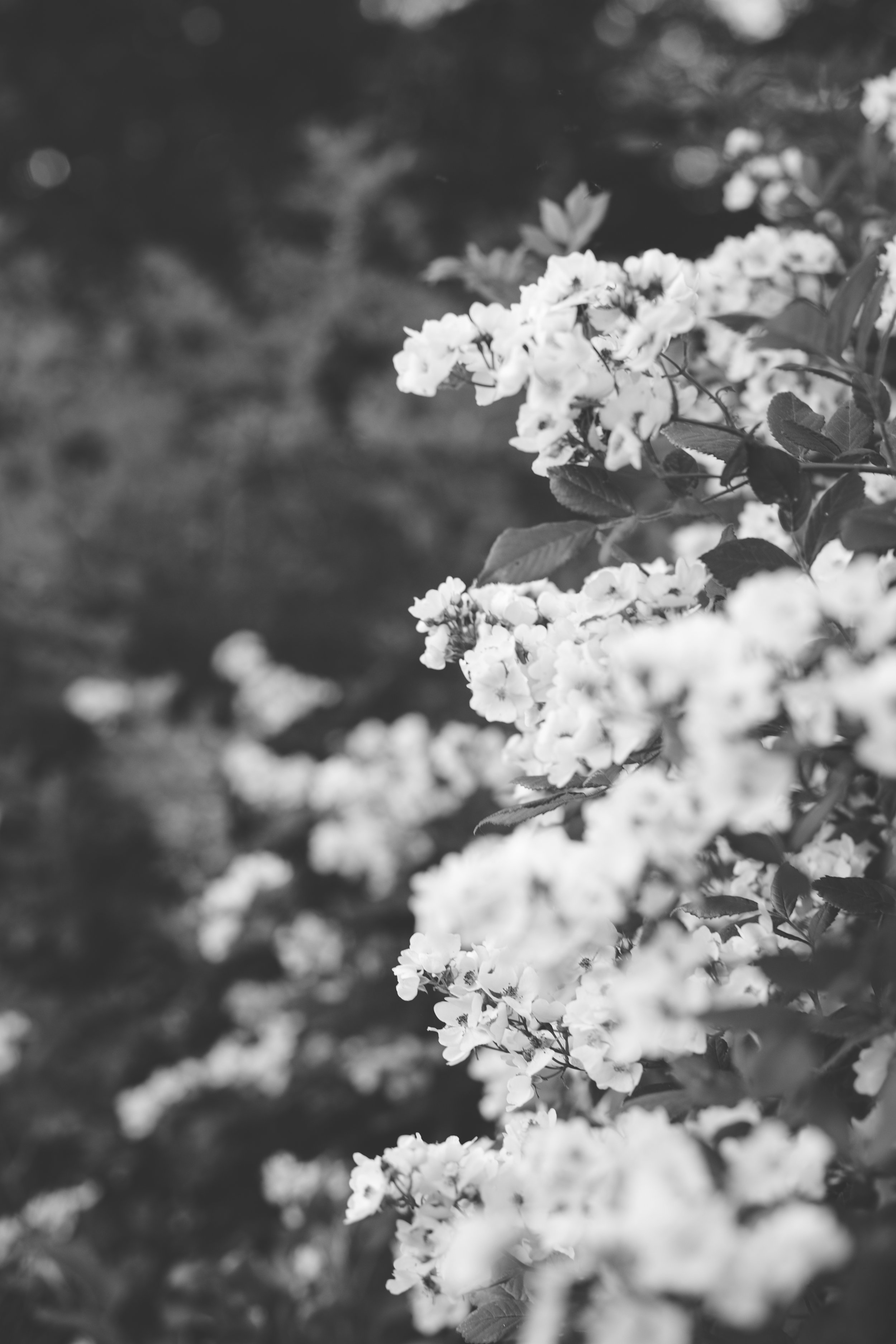 b&w flowers 1.jpg