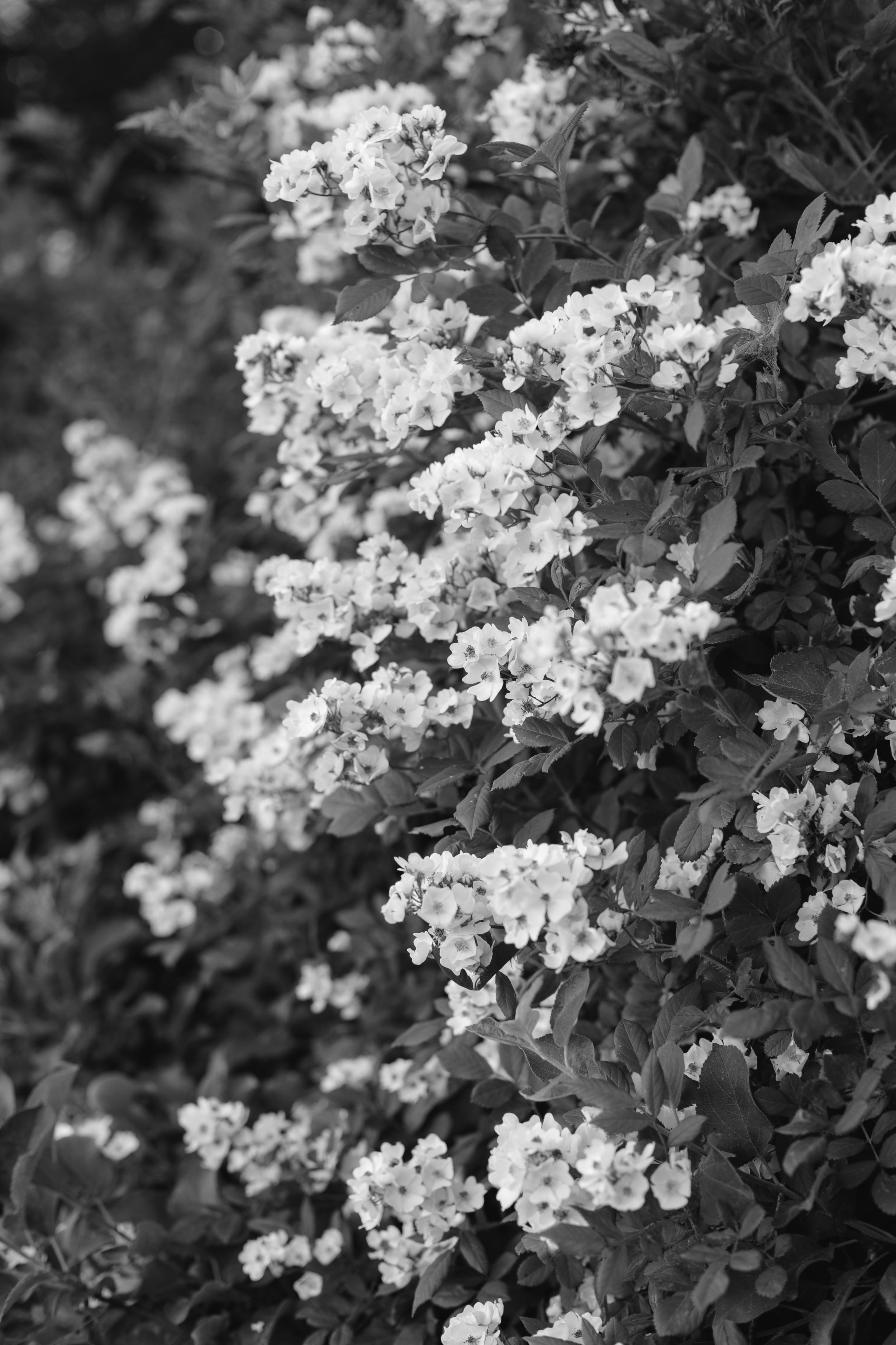 b&w flowers.jpg