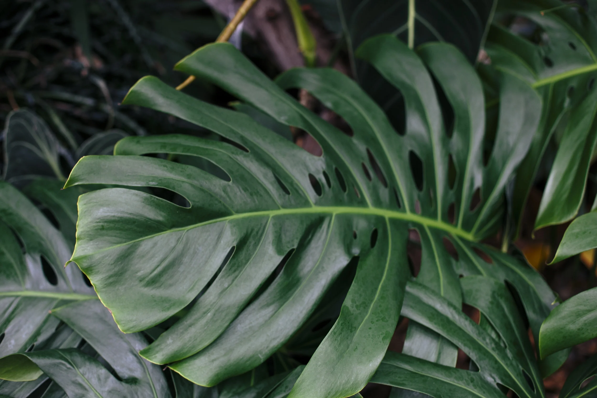 Lush Botanicals 