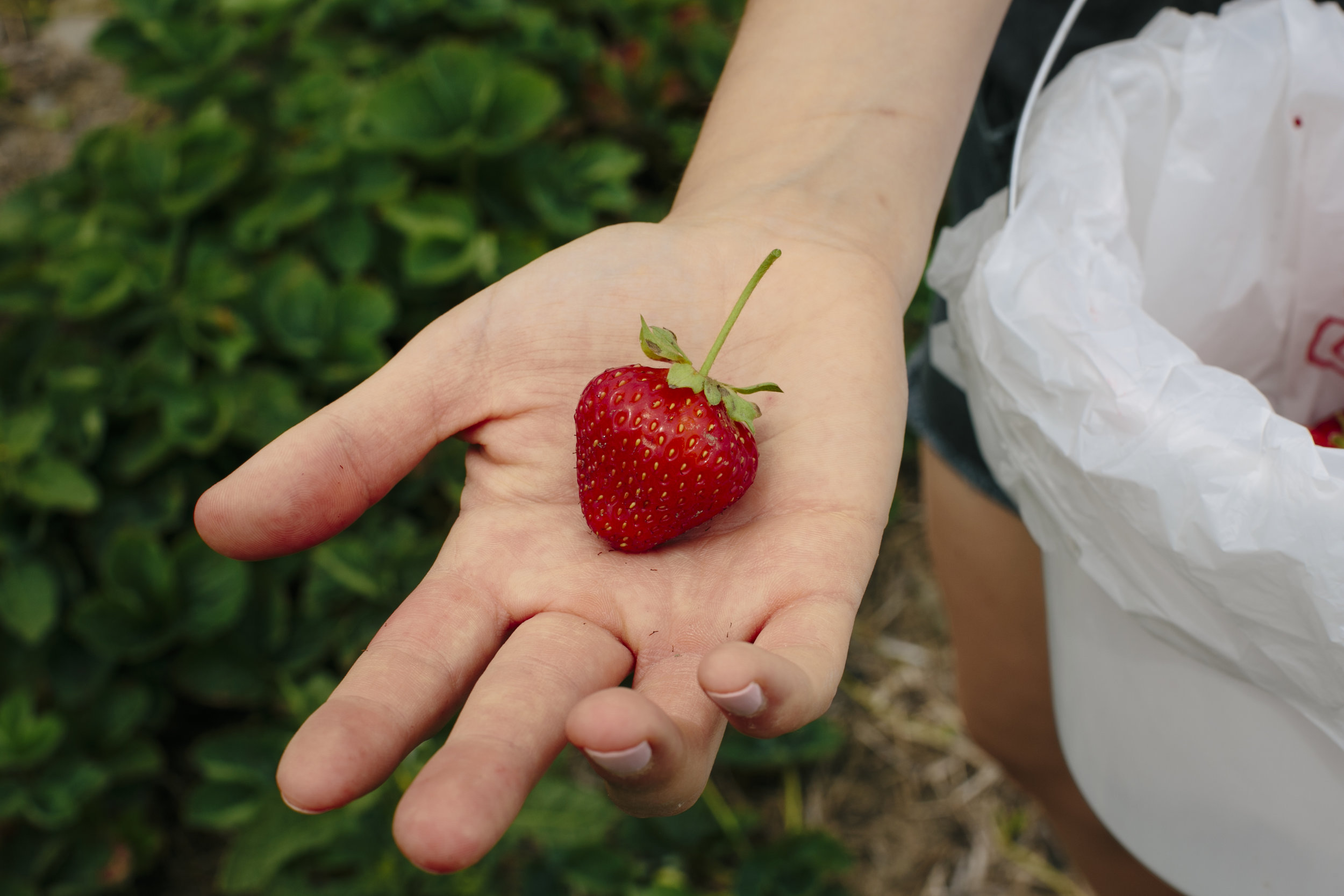 Strawberrypicking-3.jpg