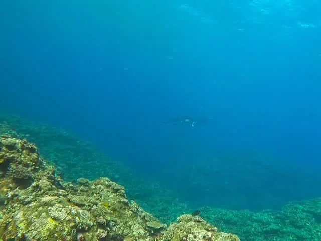For my last dive in Ishigaki, this beautiful Manta Ray decided to give me an incredible show for over 30 min. Here are the last few seconds. I can't believe I got to experience this. #propergoodbye #memoryforalifetime