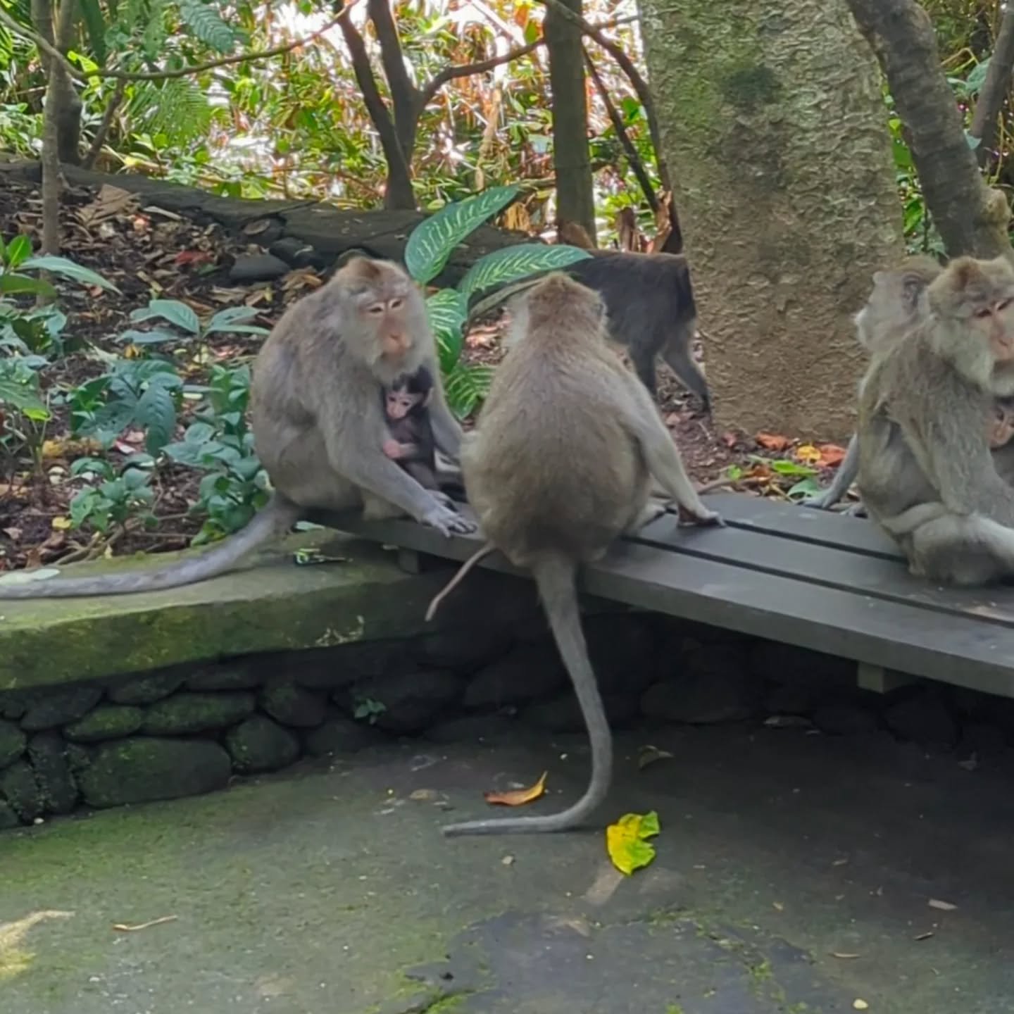 Leaving Indonesia after two weeks full of playing, teaching, monkey sightings and a bit of scuba diving! Many thanks to @padmamusicalseries, @cms.aulasimfoniajakarta, Jakarta Conservatory, University Pelita Harapan, Ginatada School of Music and @mend