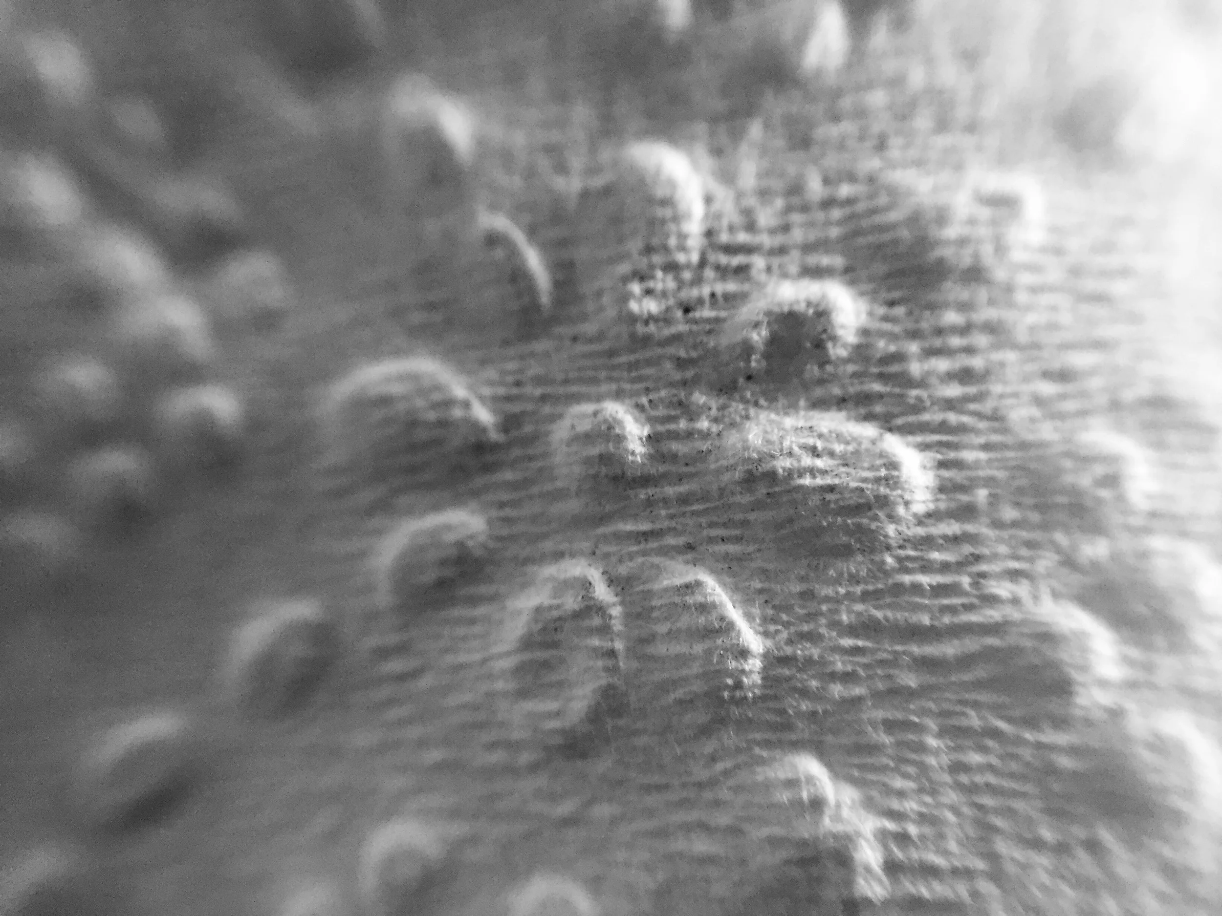 Napkin