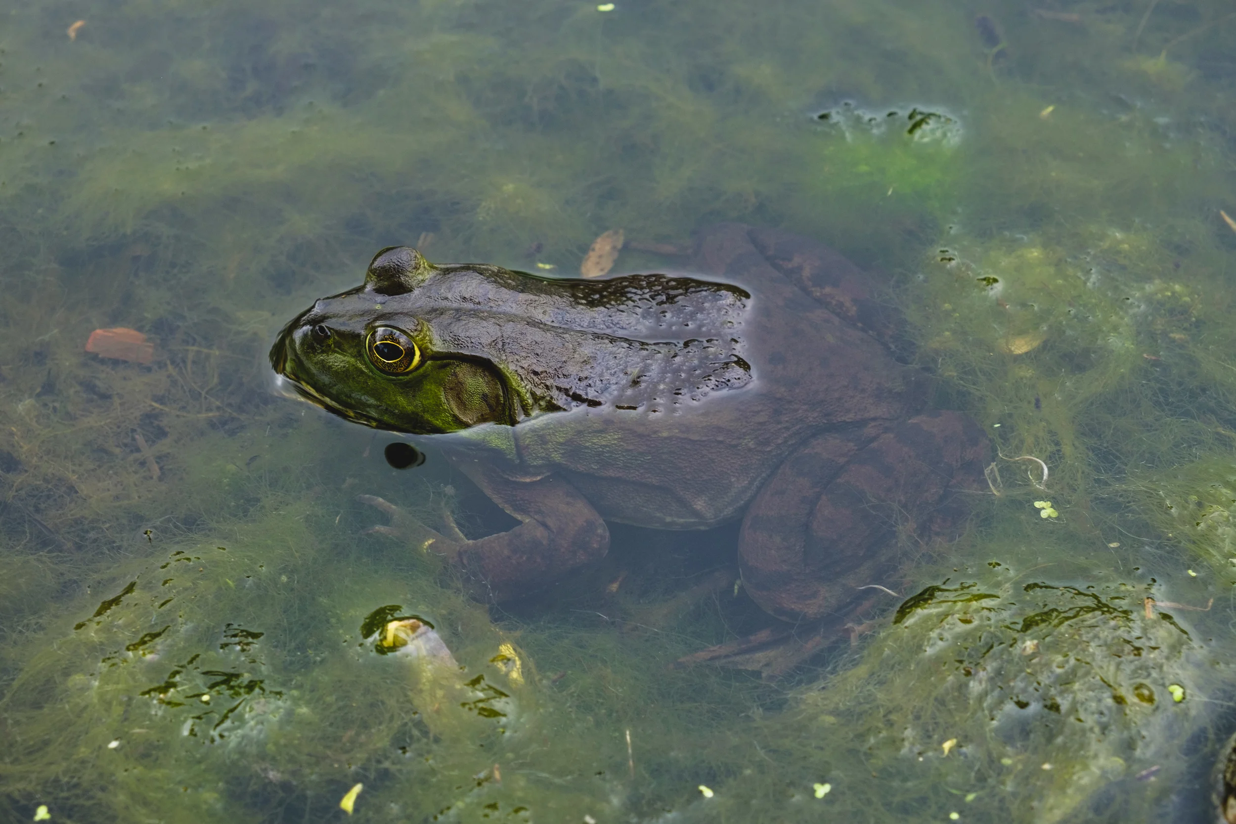 This frog wasn't about to move just because I got near it with my camera. 