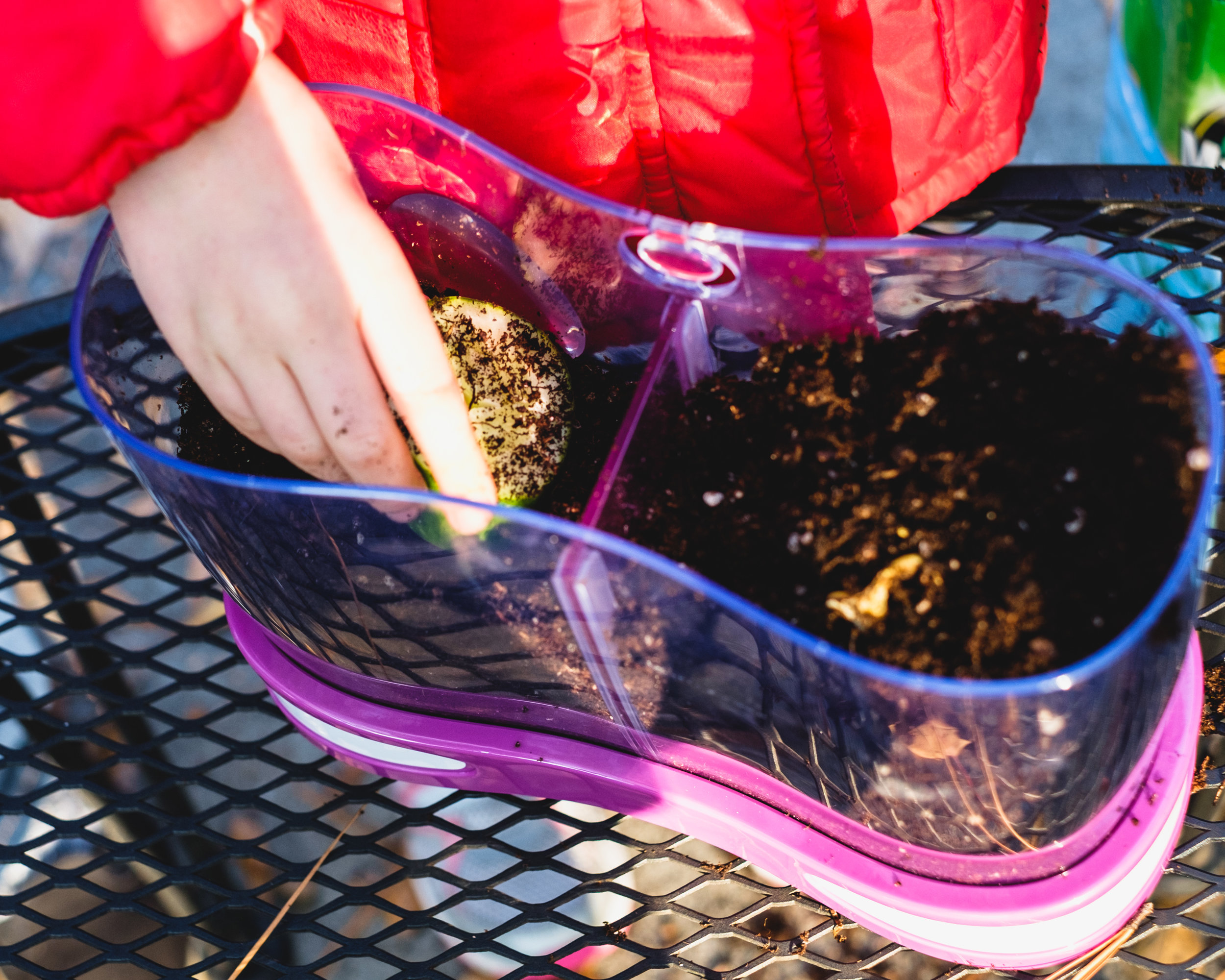 Placing some cucumbers in potting soil, so we can watch them decompose. 