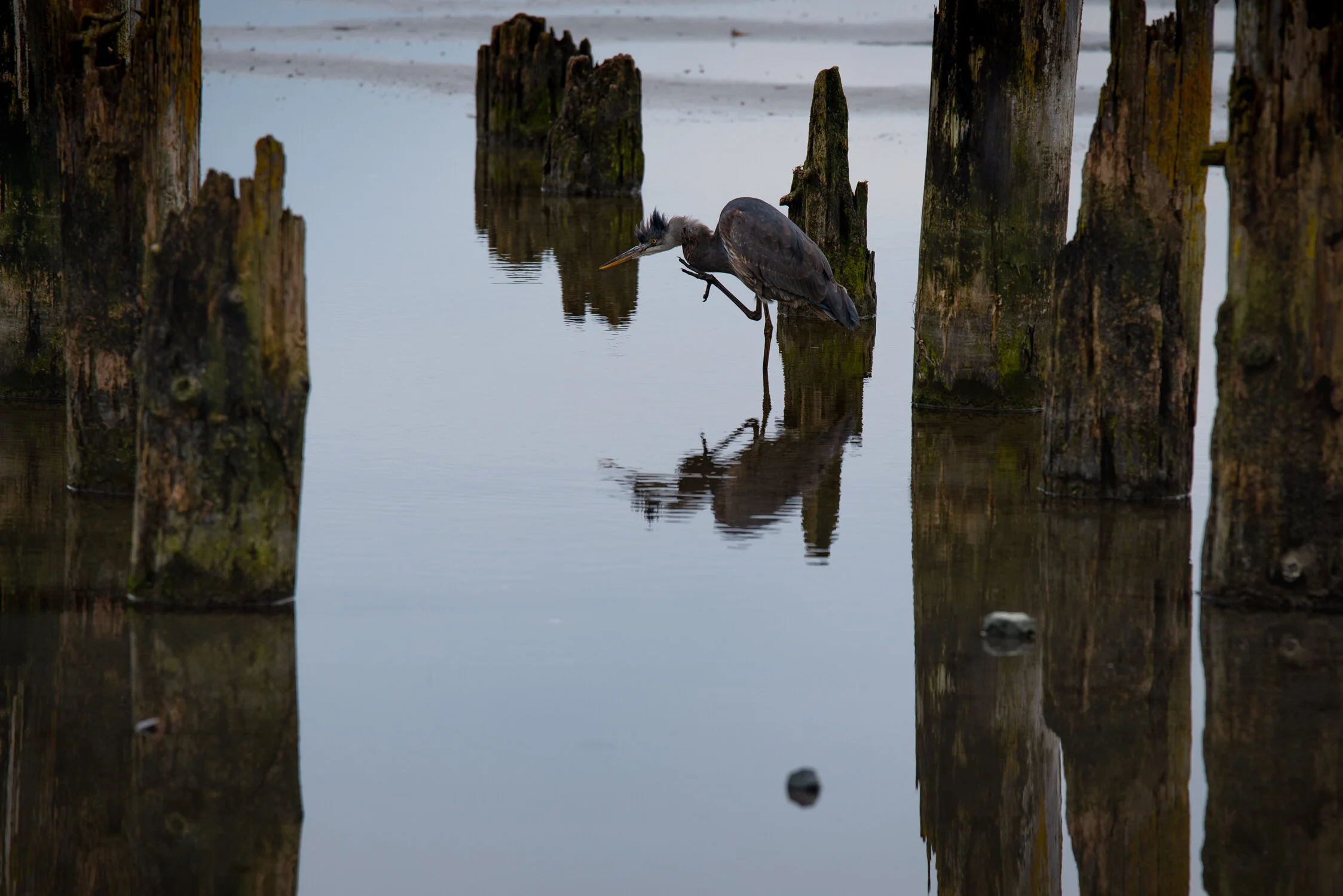 DDP_20200322_BLUE HERON BOUNDARY BAY_002.jpg