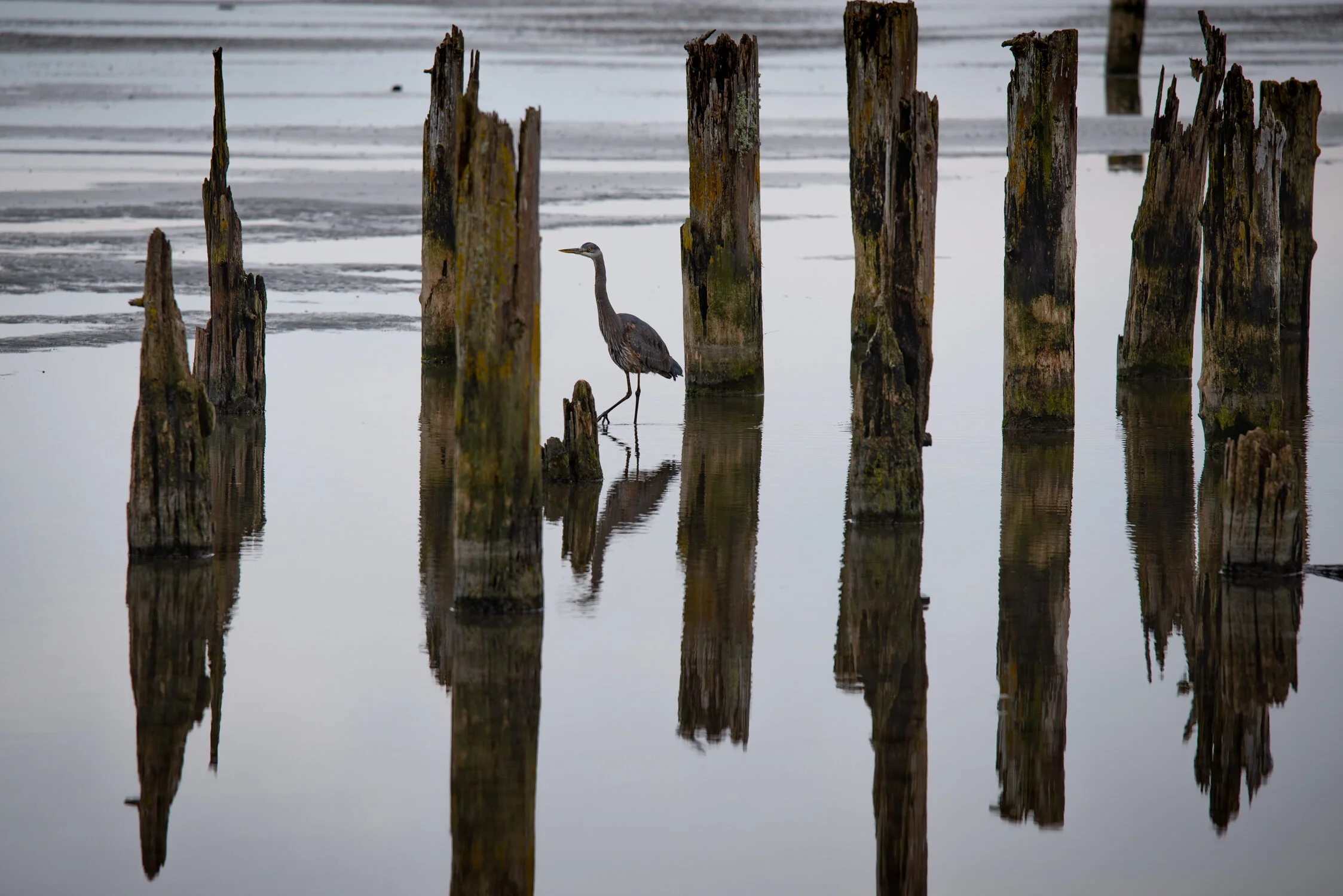 DDP_20200322_BLUE HERON BOUNDARY BAY_001.jpg