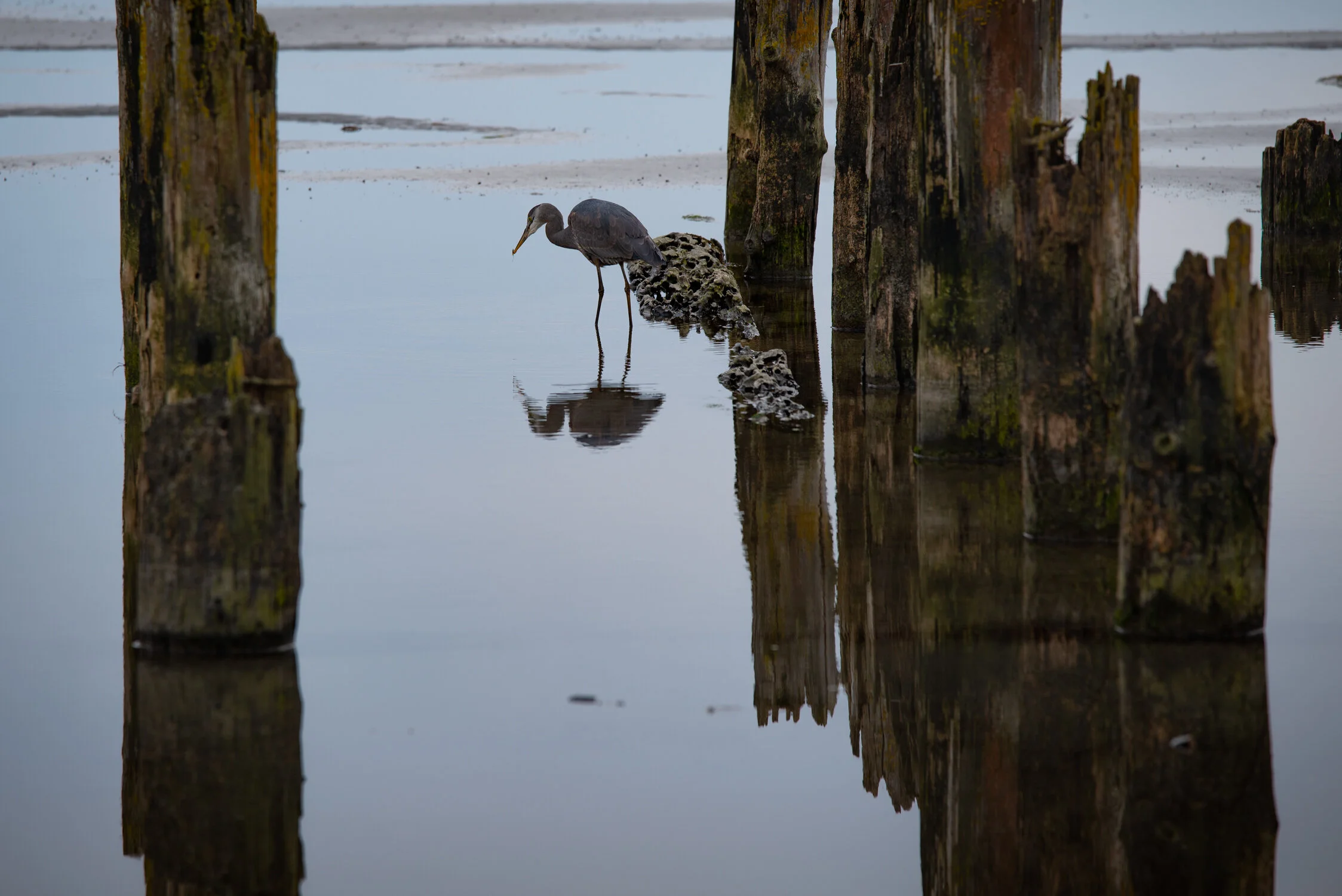 DDP_20200322_BLUE HERON BOUNDARY BAY_004.jpg