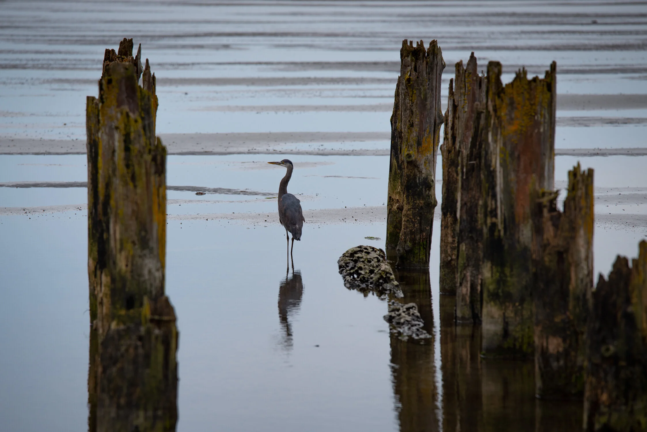 DDP_20200322_BLUE HERON BOUNDARY BAY_006.jpg