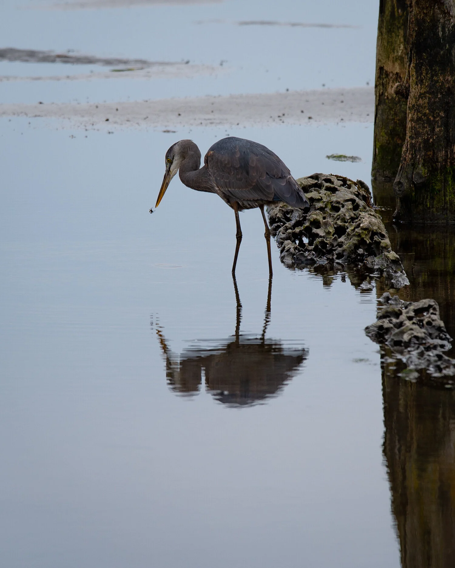 DDP_20200322_BLUE HERON BOUNDARY BAY_008.jpg