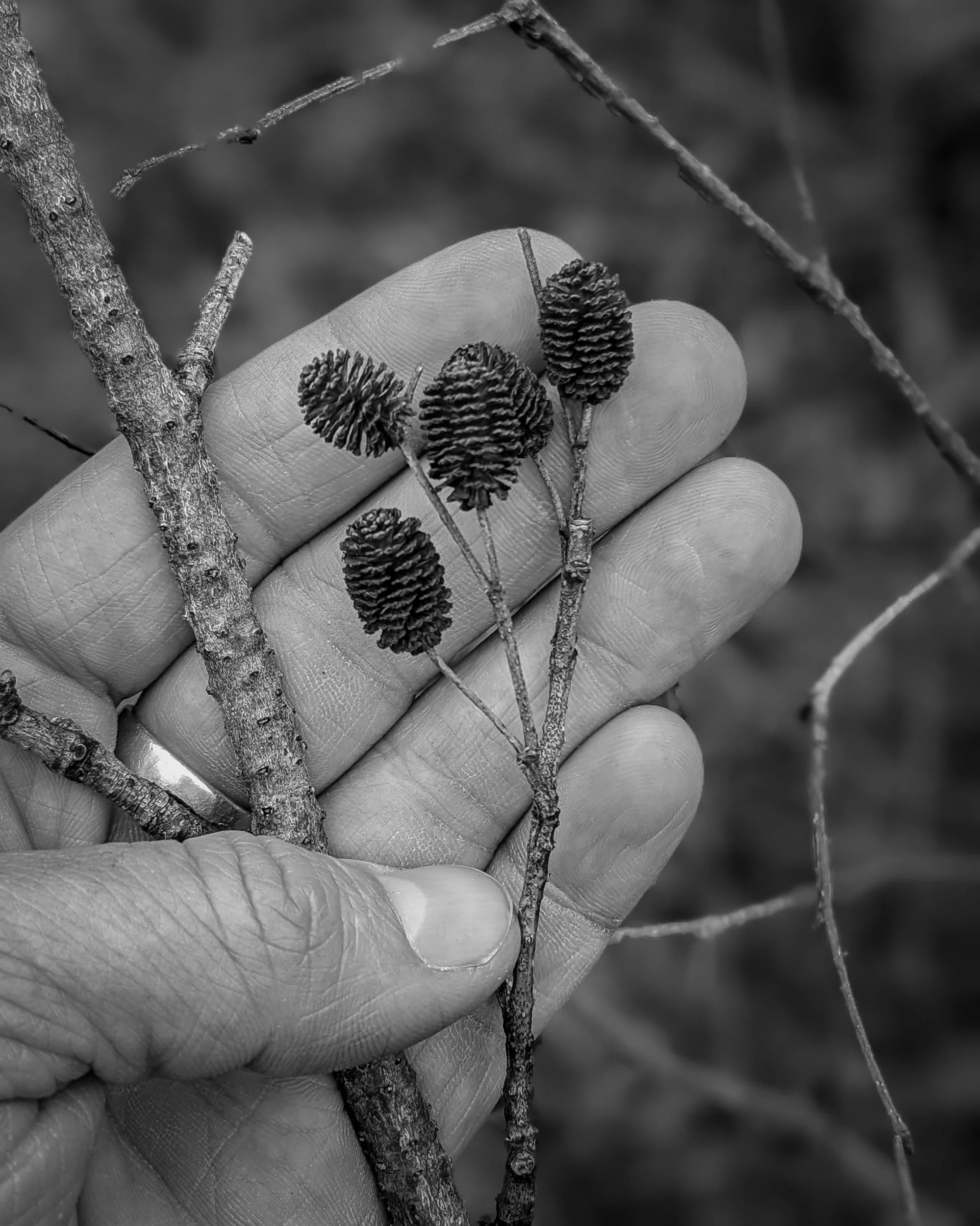 Alder cones. Tiny Alder cones