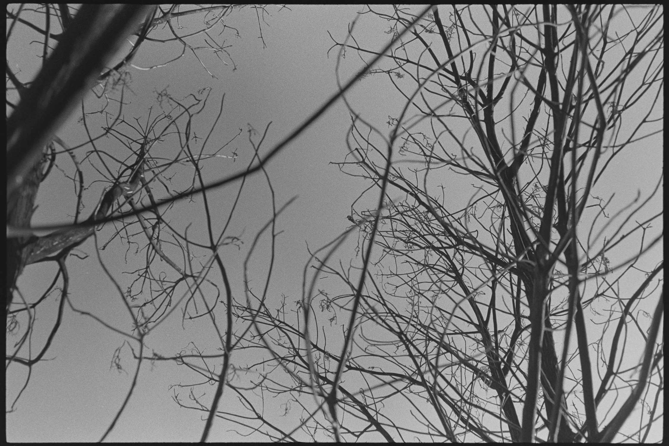 Tiny Bird, Big Tree