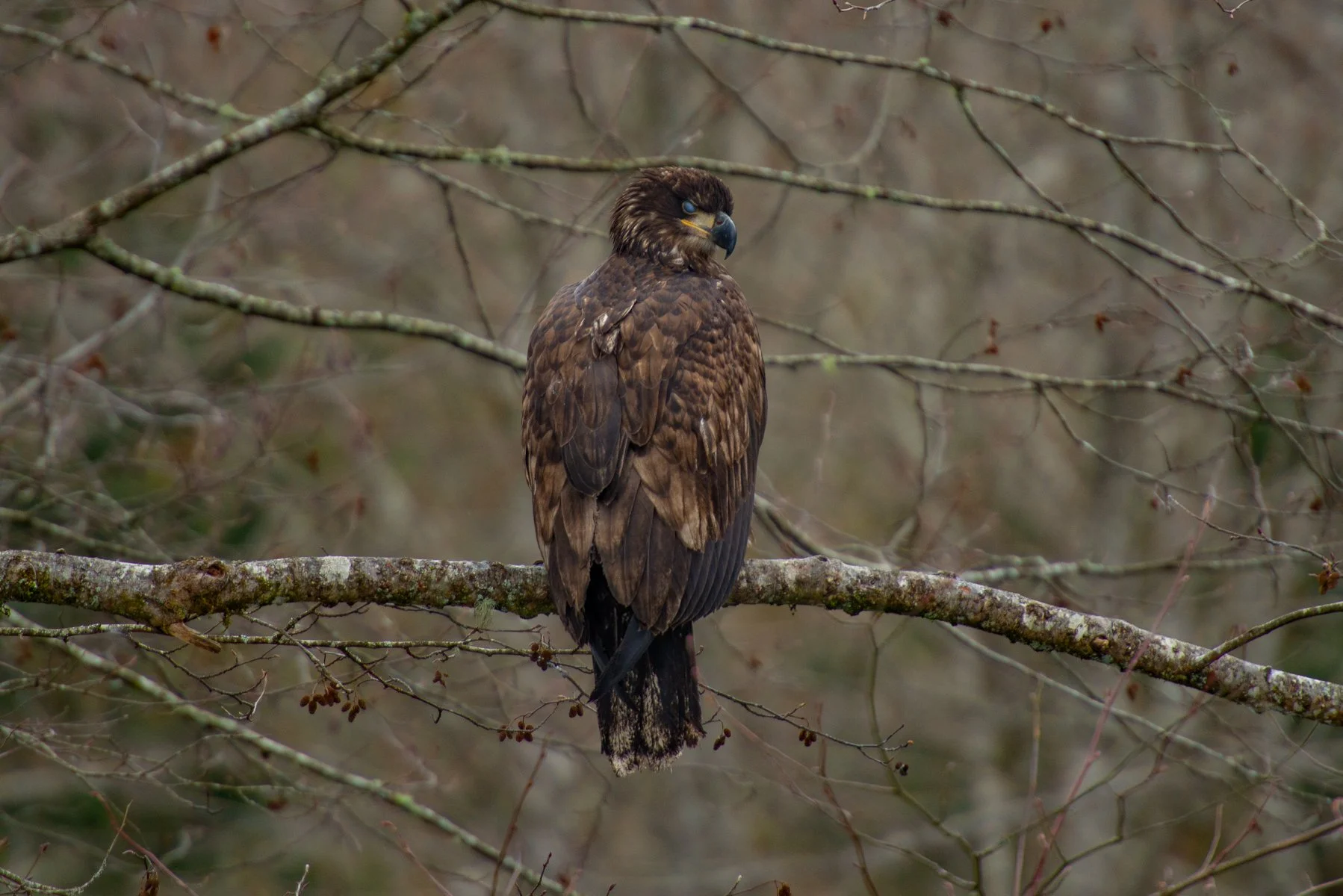 Young Bald Eagle sitting on a branch will soft greens as a background.