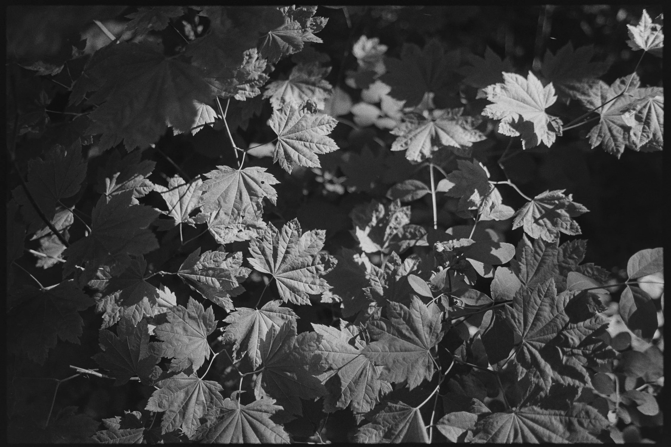 Foliage